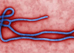 Normal_ebola