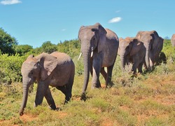 Normal_african-bush-elephant-463283_640