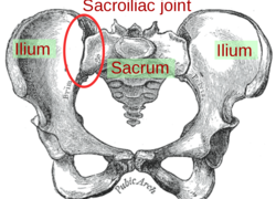 Normal_2000px-sacroiliac_joint.svg