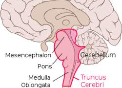 Normal_295px-brain_sagittal_section_stem_highlighted.svg