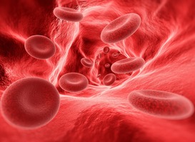 Normal_blood-cells-in-the-vein-2021-08-26-15-33-01-utc__1_