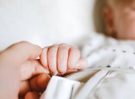 Opvallende toename van jonge kinderen met krentenbaard