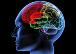 Hersenen neurologie