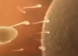 embryodonatie nederlandse baby