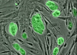 Normal_stem_cells_stamcellen