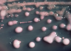 Klebsiella bacterie