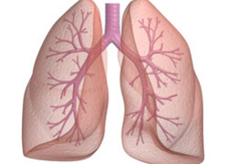 Normal_human_lungs_longen