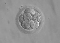 Een embryo van acht cellen drie dagen na de bevruchting