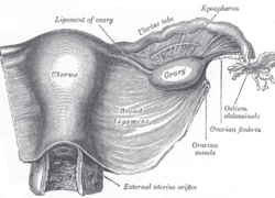 Anatomische tekening onderlichaam van een vrouw