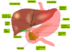 Anatomische tekening van een lever 