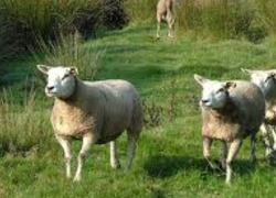 Normal_schapen