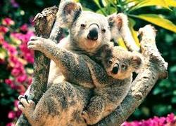Normal_koala