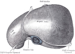 Anatomische tekening van een lever 