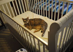 Normal_cat_lying_in_a_human_baby_crib