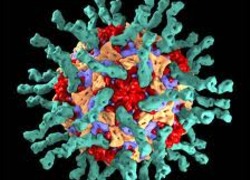 menselijk polio virus
