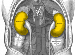 Normal_gray1120-kidneys