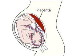 Logo_placenta