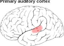Normal_cortex
