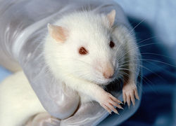 Normal_muis_rat_dierproef_laboratorium_wetenschap_onderzoek