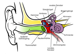 Normal_2000px-anatomy_of_the_human_ear_de.svg