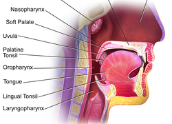 Normal_blausen_0861_tonsils_throat_anatomy2