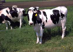 Normal_holstein_cows_large_koeien_koe_veeteelt_wiki_-c_