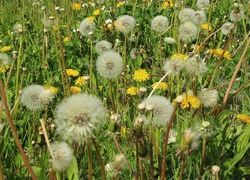 Normal_hooikoorts_pollen_allergie_lente