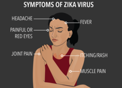 Normal_zika
