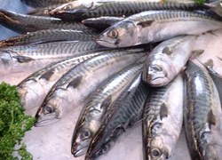 Normal_maquereaux_etal_makreel_vis_gezondheid_voedsel_voeding_wiki_-c_