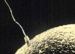Normal_bevruchting_ivf_invitro_fertilisatie_sperm-egg_sperma_wiki_-c_