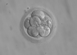 Normal_embryo-eicel-dna