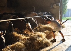 Normal_boerderij-kind-koe