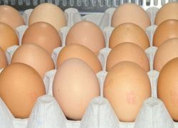 Normal_ei_eieren