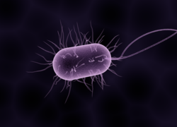 Normal_bacterie