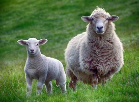 Normal_schaap__schapenmelk__boerderij