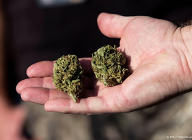 Nederlanders gebruiken meer en regelmatig cannabis