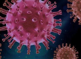Onderzoek naar het effect van het coronavirus op hart en longen 