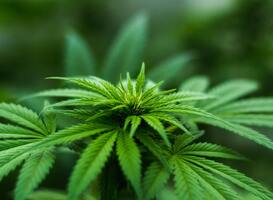 Cannabis kan corona-infectie voorkomen, stellen onderzoekers