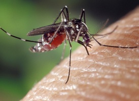 Klimaatverandering bezorgt ons exotische muggen met nieuwe virussen