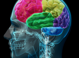 Onderzoek vetmetabolisme hersenen bij oplossing neurodegeneratieve ziekten