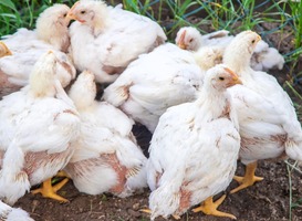 ‘Vogelgriep kan op termijn ook gevaarlijk worden voor de mens’