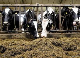 Viroloog: niet nodig om te stoppen met eten van rundvlees om BSE-koe
