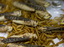 'Mensen eten eerder insecten als ze voordelen kennen'