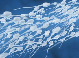 Normal_human-sperm-flow-2021-08-26-15-33-00-utc__1_