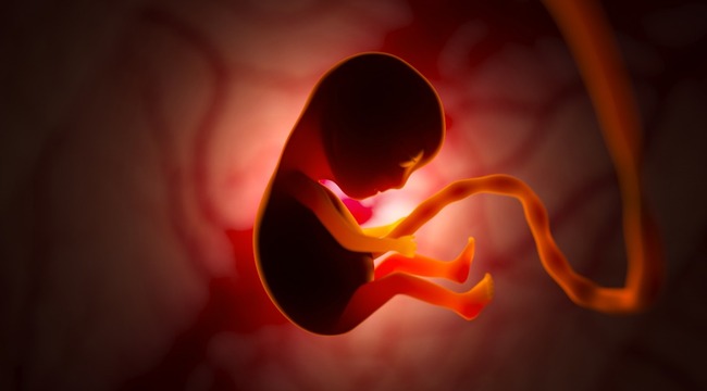 Carousel_the-development-of-a-human-embryo-inside-the-womb-2022-02-05-02-31-08-utc__1_