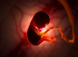 Normal_the-development-of-a-human-embryo-inside-the-womb-2022-02-05-02-31-08-utc__1_