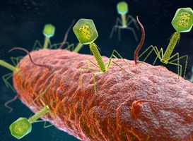 Normal_bacteriophage-virus-attacking-a-bacterium-2023-11-27-05-34-13-utc__1_