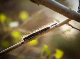 Weinig gezondheidsklachten door eikenprocessierups in 2020 en 2021