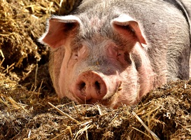 Nederlanders staan open voor het gebruik van donordieren