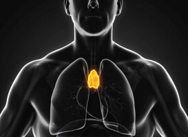 Orgaan dat na puberteit bijna volledig verdwijnt groeit soms juist